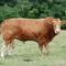 Limousin Bull