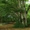 LA FORET DE BLESSAC