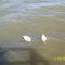Hungry ducks, Scottsboro, Alabama