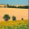 Paysage du Lauragais, Juzes..........