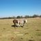 Donkeys on Washington farm