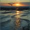 Friede mit fliegendem Fisch und Möwe - Peace with flying fish and seagull