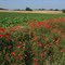 Parc naturel régional des Caps et Marais d'Opale