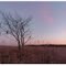 Savane de Harnes