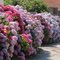 Hortensias à Vauville  dans la Hague
