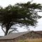 Surtainville. Tree, bent by the wind. 2010