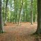 Bois de l'Epinay