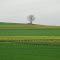 CAMPOS DE LA PICARDIA