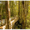 Corkscrew Sanctuary boardwalk