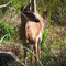Corkscrew Audabon Reserve inmate