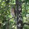 Red-shouldered Hawk