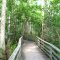 Corkscrew Swamp