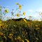 Everglades Flowers