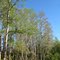 Tall cypress