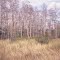 Corkscrew Swamp