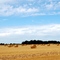 Les rouleaux de paille