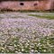 Flower Carpet