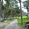 Oak trees