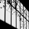 Flitting Shadows