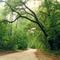 canopy road, before being clearcut, widened & paved, nw 122nd st, near Micanopy, Florida (1996)