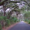 canopy road to Alachua Sink, Gainesville, Florida (12-31-2007)