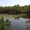 Lily pond near the trail in the Graham Swamp