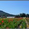 La Colle noire ~Welcome Spring ! (enlarge for maximal effect)