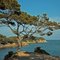 Bonsaï sur mer...