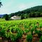 Vignoble varois
