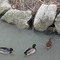 Euh, l'autre ! il bouffe nos provisions !!!  - Etang  St-Sulpy, Miramas -