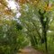 Sous-bois d'automne