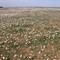 plaine de la Crau, floraison de paquerettes