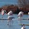Prise de becs et vent dans les plumes -Petite Camargue -