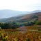 Vignoble Beaujolais en automne (Rhône)