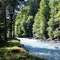 SAMOENS - le sentier longe le Giffre - www.mountain-is-good.com