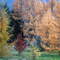 Dernières couleurs