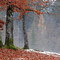 Dernières feuilles