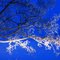 Image d'hiver