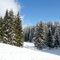 Sapins blancs