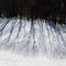Winter Shadows