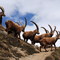 Bouquetins - Ibex