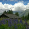 Lupins in Les Houches