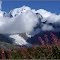 Snow, glacier and flowers - Mont Blanc Massif