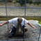 Alligator Wrestling