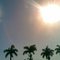 Royal Palms