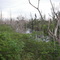 Overgrown lake.