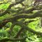 Ancient Live Oaks of Pine Island Ridge
