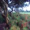 Beautiful Landscaping in Pembroke Pines