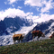 Pasture on the La Saxe Mountain - Courmayeur ( Valle d'Aosta - Italy)