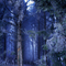 Forêt givrée au Môle (Décembre)